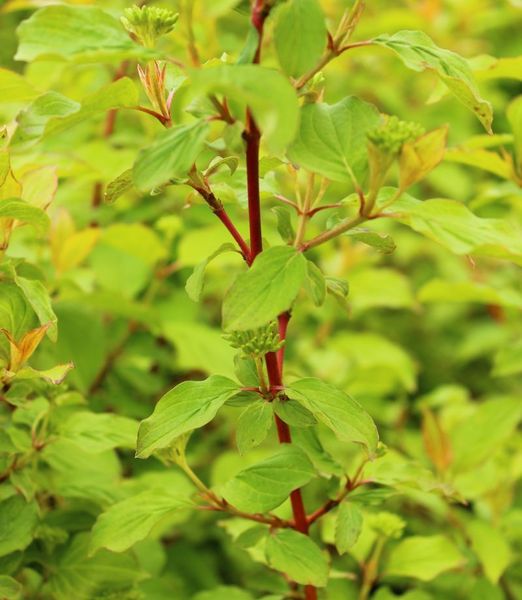 Cornus sanguinea 'Winter Beauty'